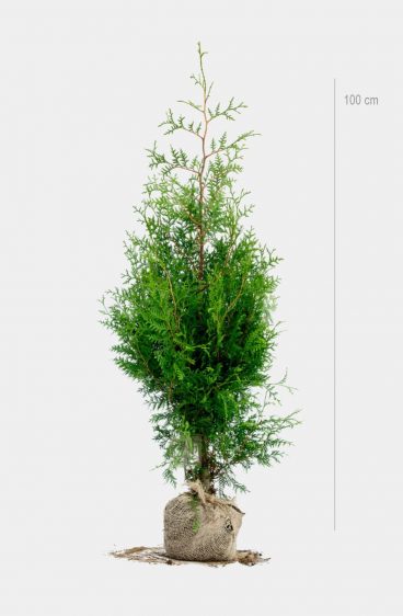 Thuja Brabant