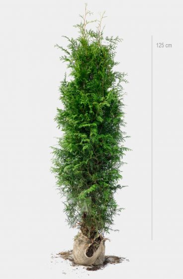 Thuja Brabant