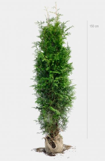 Thuja Brabant Kruka 80cm