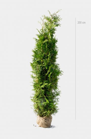 Thuja Brabant Kruka 80cm