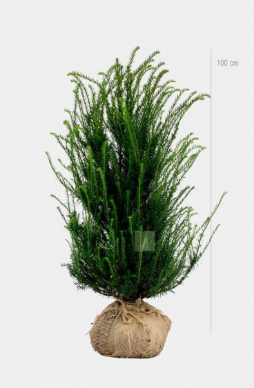 Taxus baccata