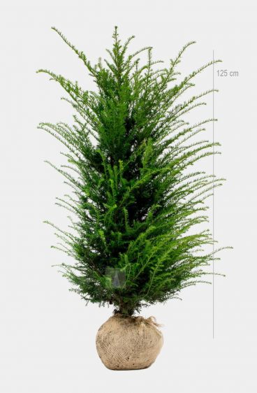 Taxus baccata