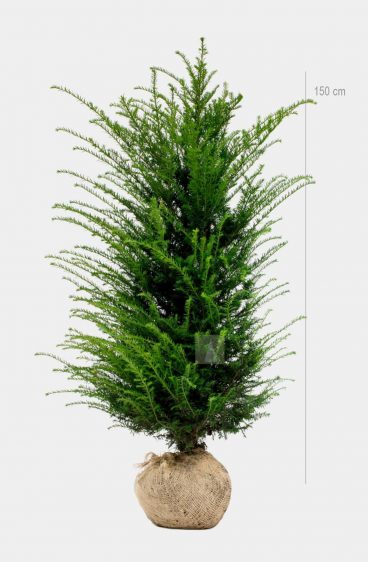 Taxus baccata