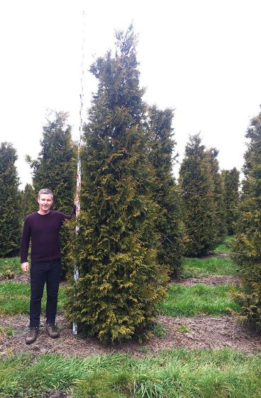 Thuja Brabant Kruka 80cm