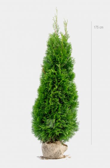 Thuja Smaragd