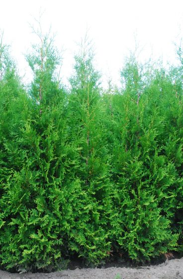 Thuja Brabant Kruka 80cm