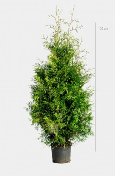 Thuja Brabant Kruka 80cm