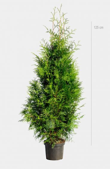 Thuja Brabant