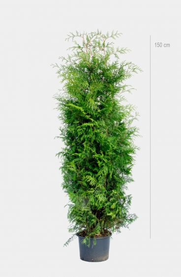 Thuja Brabant Kruka 80cm