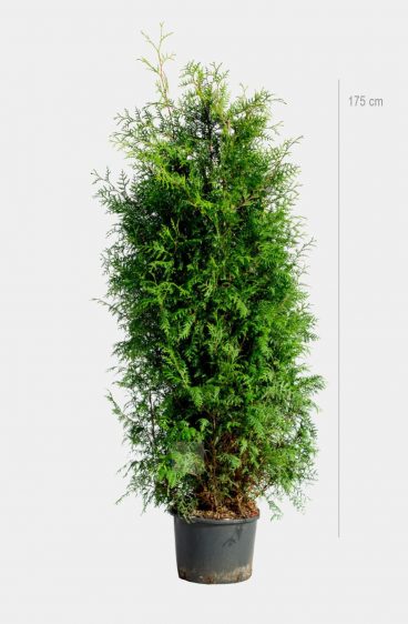 Thuja Brabant