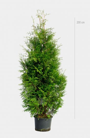 Thuja Brabant Kruka 80cm