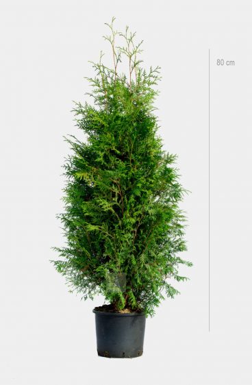 Thuja Brabant