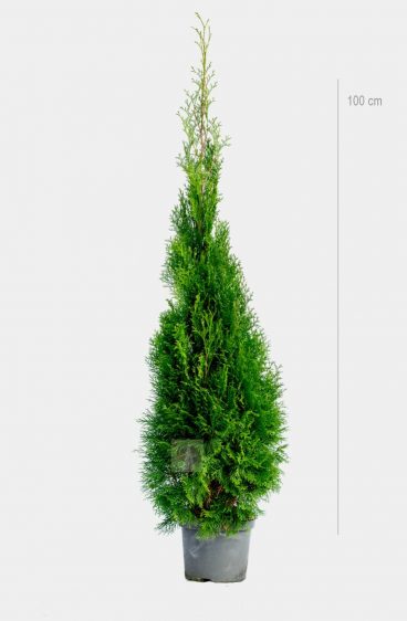 Thuja Smaragd