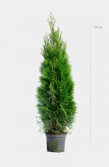 Thuja Smaragd