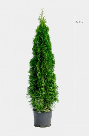 Thuja Smaragd