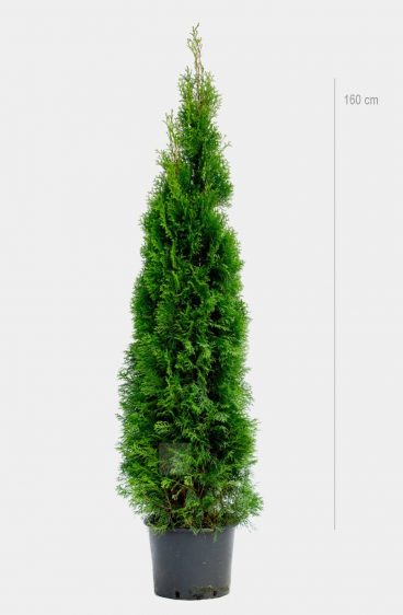 Thuja Smaragd