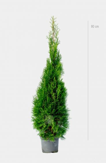 Thuja Smaragd