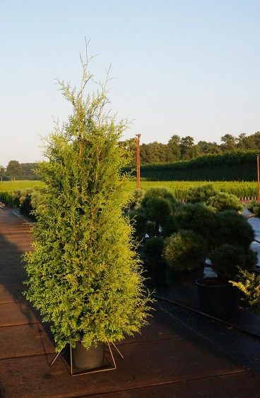 Thuja Brabant Kruka 80cm