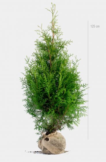 Thuja Brabant Kruka 80cm