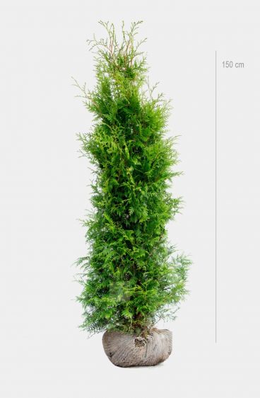 Thuja Brabant Kruka 80cm