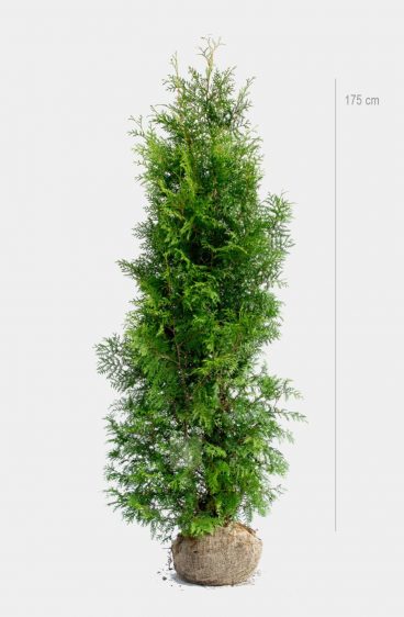 Thuja Brabant Kruka 80cm