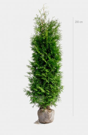 Thuja Brabant Kruka 80cm