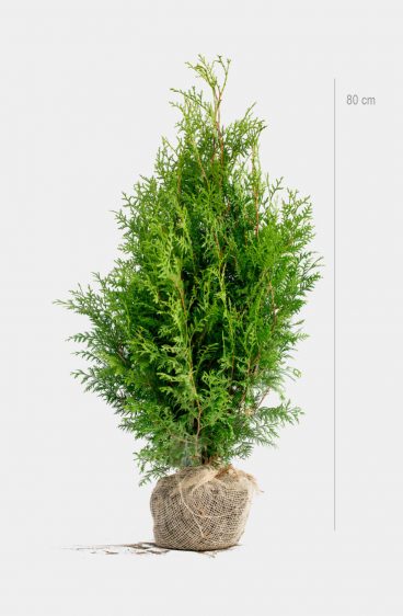 Thuja Brabant Kruka 80cm