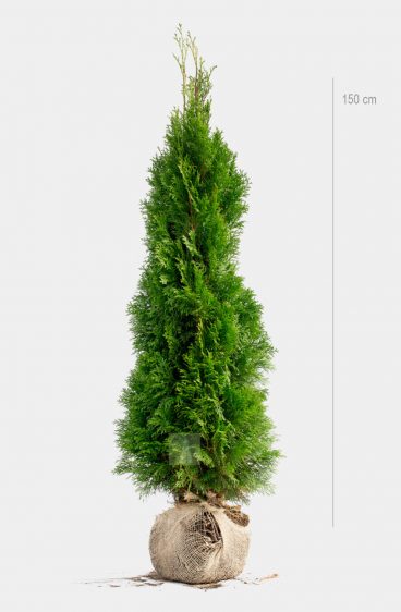 Thuja Smaragd