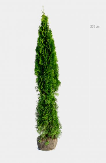 Thuja Smaragd