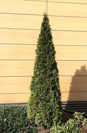 Thuja Smaragd