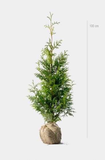 Thuja Brabant Kruka 80cm