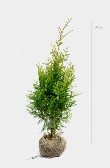 Thuja Brabant Kruka 80cm