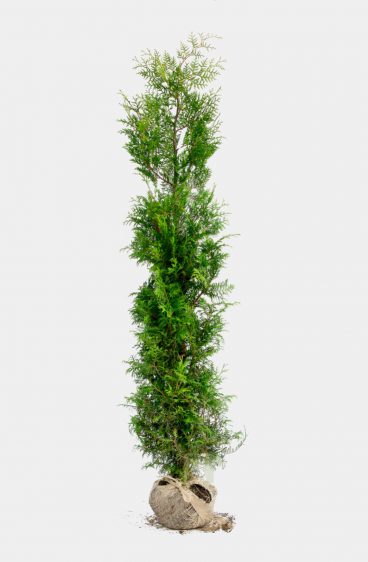 Thuja Brabant Kruka 80cm