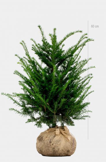 Taxus baccata