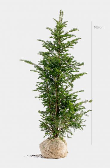 Taxus baccata