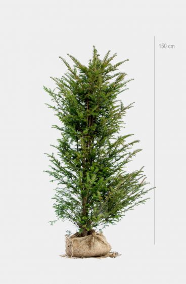 Taxus baccata