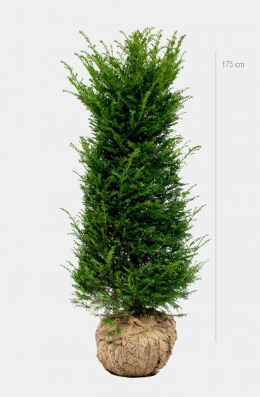 Taxus baccata