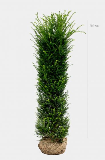 Taxus baccata