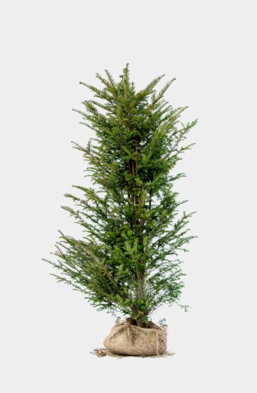 Taxus baccata