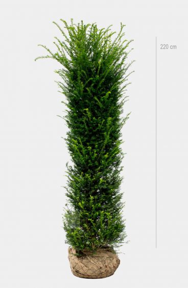 Taxus baccata