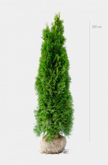 Thuja Smaragd