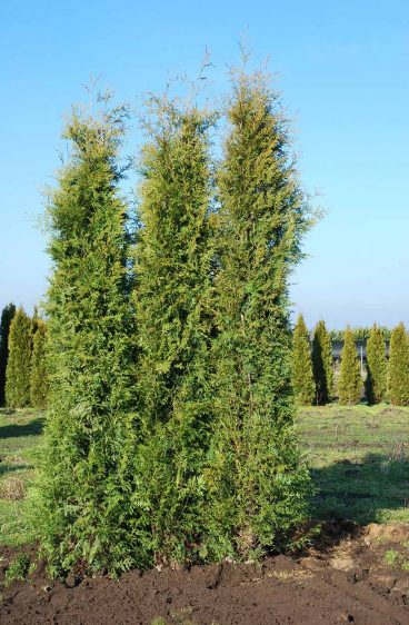 Thuja Brabant