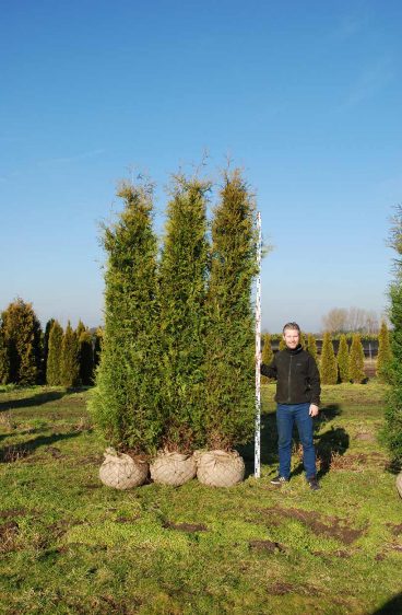 Thuja Brabant