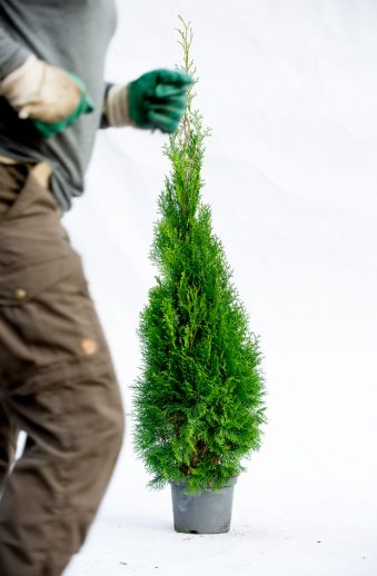 Thuja Smaragd