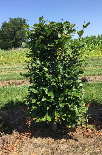 Vanlig bok (Fagus Sylvatica) Kruka 150cm