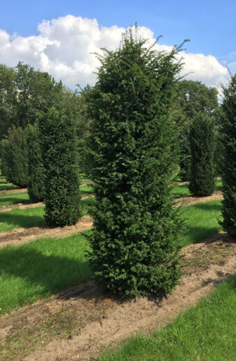 Taxus baccata