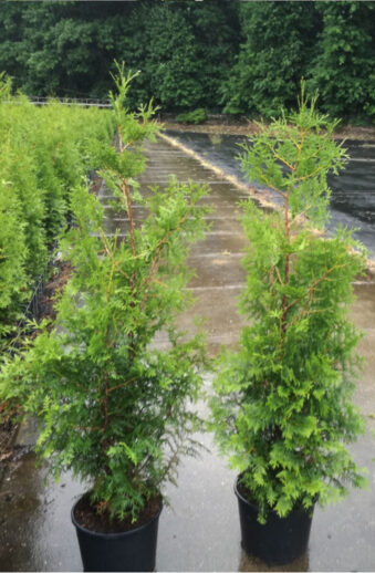 Thuja Brabant Kruka 80cm