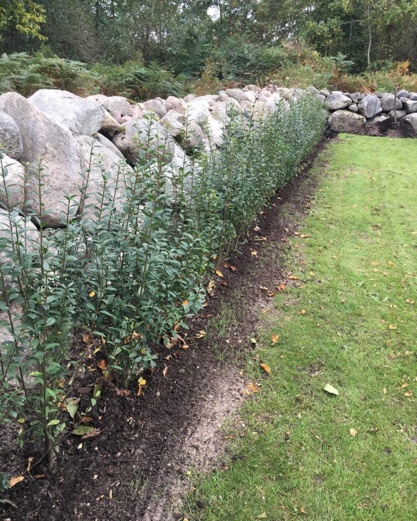 Nyplanterad ligusterhäck som pryder ett stenlandskap med naturlig charm.