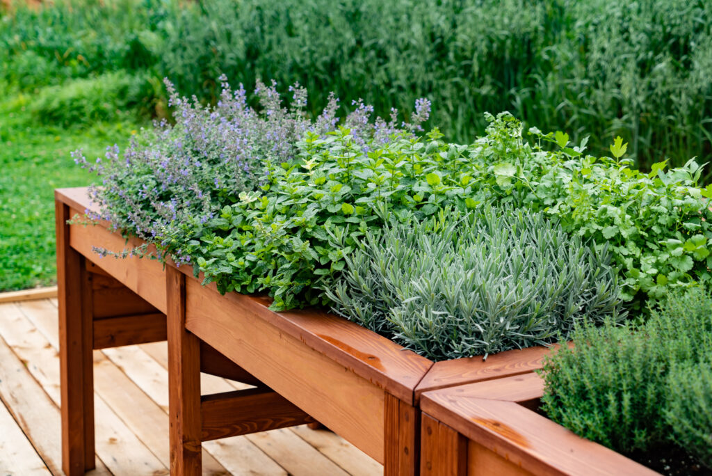 Raised wooden herb garden with lavender, mint, and other fresh herbs.