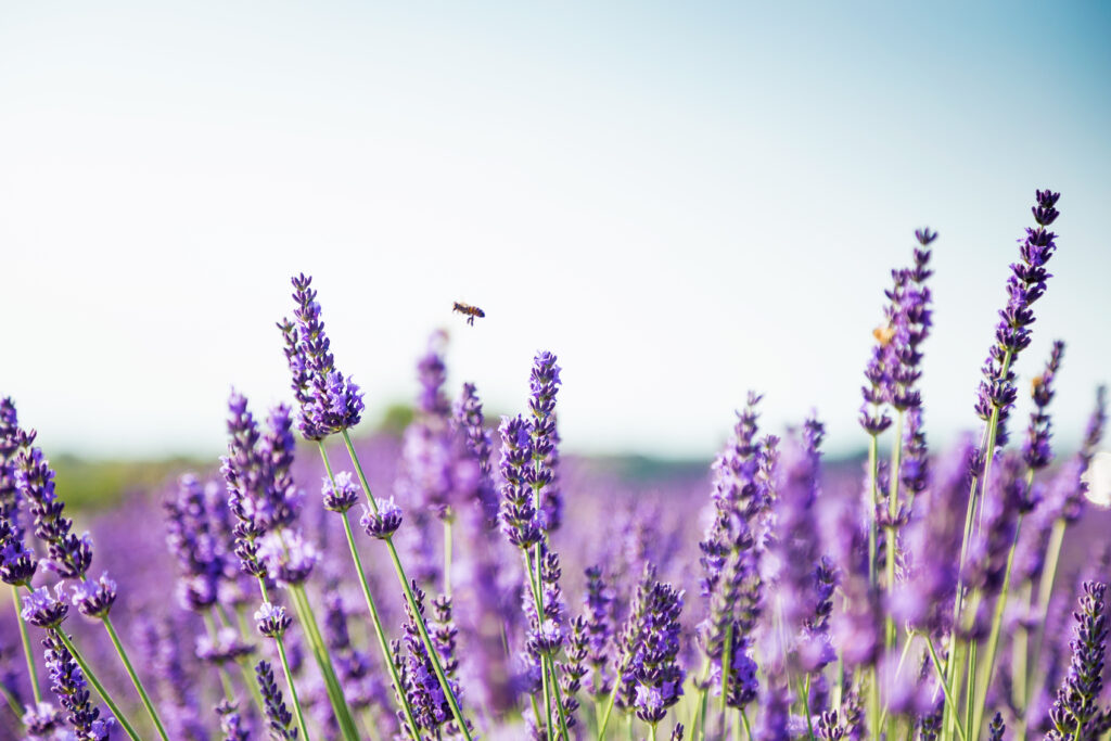 Lavendel i blom med ett bi svävande ovanför, perfekt för levande häckar i en örtträdgård.